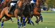 Horses and polo players In match