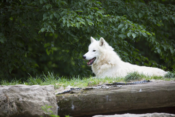  Loup blanc couché et portait