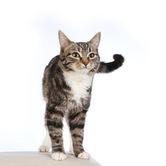 Naklejka na meble beautiful striped cat