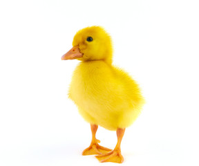 Chicken goose on a white background