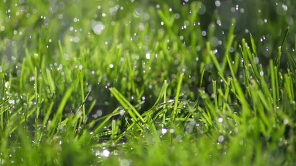 Poster - Rain shower in sunshine weather. Green grass background