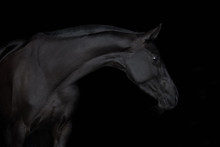 Black Horse Isolated On Black Background