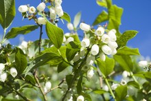 White Blueberry Buds On A Bush Against Blue Sky