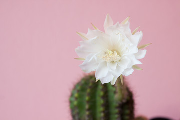 Wall Mural - Cactus Blossom Pink Scene