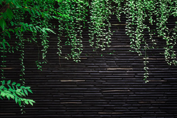 Trees and stone walls