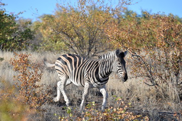 Zebra