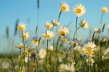 Soft white daisies bloom in summer