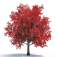 Red Autumn Maple Tree Isolated On White. 3D Illustration
