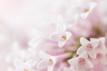 Wall Mural - Beautiful tender gentle delicate flower background with small pink flowers. Horizontal. Copy Space.