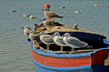 A Group Of Seagulls Chilling On A Colourful Boat On The Beach In Algarve.