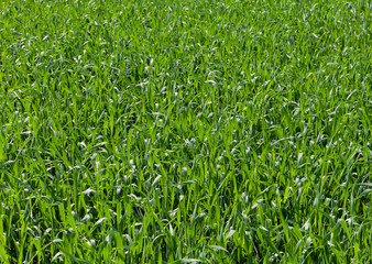 Wall Mural - Field of wheat.