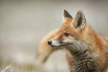 Wall Mural - portrait of red fox