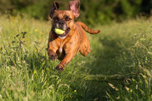 Cute Happy Dog Playing Fetch With Ball In Long Grass