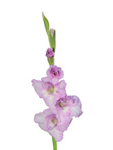 Violet Gladiolus Flowers Isolated On White Background