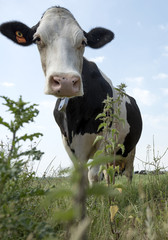 Sticker - black and white cow in meadow in the netherlands with blue sky and clouds