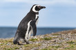 Pingwin Magellana, Isla Magdalena, Chile