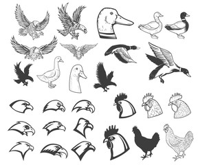 Wall Mural - Set of birds illustrations. Eagle, duck, goose, chicken. Design elements for logo, label, badge, emblem, sign, menu, poster.