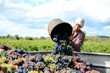 © W PRODUCTION - handsome young man winemaker in his vineyard during wine harvest emptying a grape bucket in tractor trailer