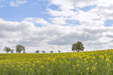 Fototapeta Niebo - field of rapeseed at spring time