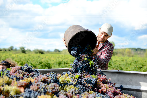 Fotografía handsome young man winemaker in his vineyard during wine harvest emptying a grap