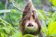 Wild two-toed sloth hanging on tree in Colon Island, Bocas del Toro, Panama.