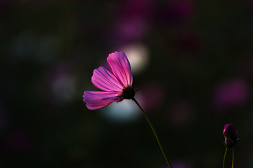 Wall Mural - A cosmos flower in the dark background, low light