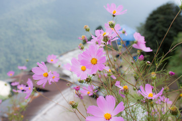 Wall Mural - Beautiful cosmos flower