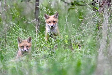 Wall Mural - Red fox pups (Vulpes vulpes) playing