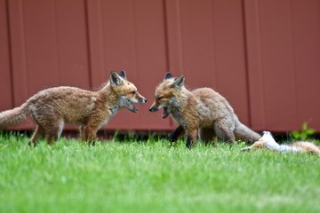 Wall Mural - Red fox pups (Vulpes vulpes) playing