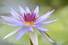 Closeup Purple Water Lily