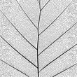 Botanical series Elegant detailed Single leaf  structure in sketch style black and white on white background 
