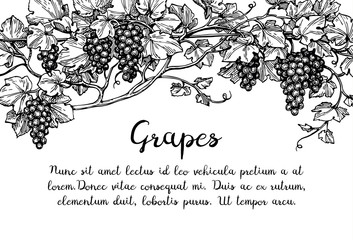 Canvas Print - grapevine ink sketch
