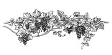 Grapevine ink sketch