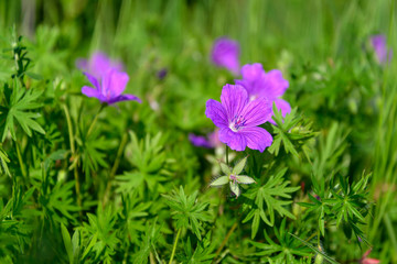flowers a wild geranium