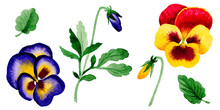 Wildflower Viola Flower In A Watercolor Style Isolated.