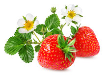 Strawberry And Strawberry Flower Isolated On White