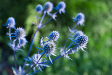 Eryngium Or Culantro. Ornamental Plants With Steely Blue Flowers In Garden. Shallow DOF
