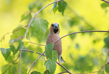 Wall Mural - Grosbeak bird with an impressive beak is sitting amongst the leaves of the young birch in spring