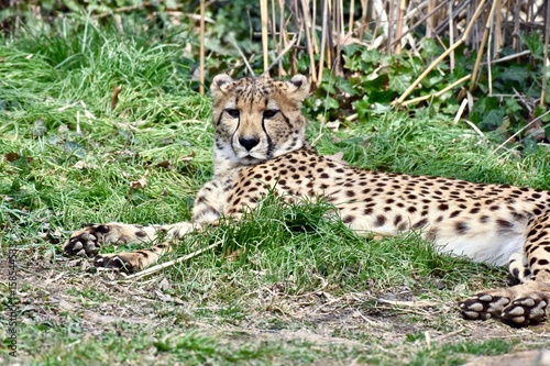 Photo Young cheetah (Acinonyx jubatus) laying in the sun