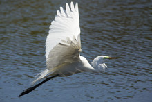 Great Egret Flying Over Water At A Swamp In Florida.