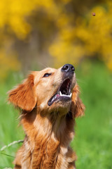 Wall Mural - golden retriever snatches for a treat