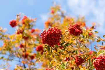 Poster - Clusters of red ashberry