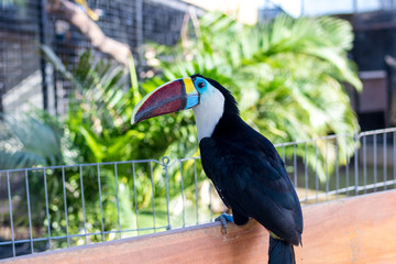 Keel-billed Toucan, Ramphastos sulfuratus, bird with big bill. Toucan sitting on the branch in the park of Bali island, Indonesia.