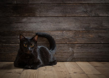 Black Cat On Wooden Background