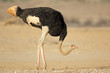 Male ostrich (Struthio camelus) in natural habitat, Kalahari desert, South Africa.