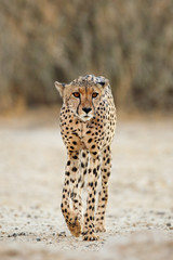 Wall Mural - an alert cheetah (acinonyx jubatus) walking, kalahari desert, south africa.