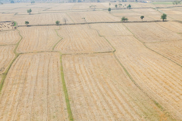 Wall Mural - Cornfield in thailand