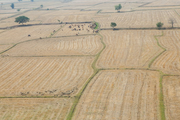 Wall Mural - Cornfield in thailand