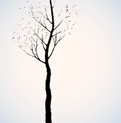 Sticker - Birch. Vector drawing