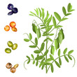 Lentil  (Lens culinaris). Hand drawn vector illustration of lentil plant with pods and set of seeds on white background.